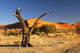 Baum Sossusvlei Wall Decal