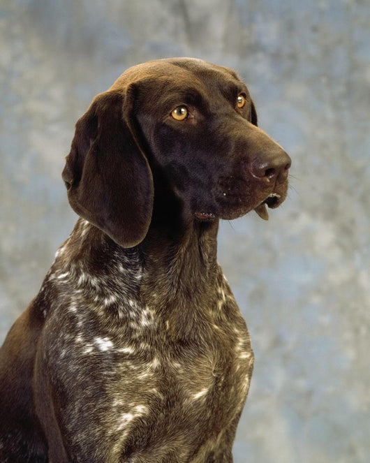 German Pointer Wall Mural
