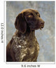 German Pointer Wall Mural