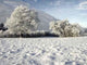 Winter Wall Decal Design 1