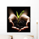 Hands Holding A Seedling Wall Mural