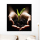 Hands Holding A Seedling Wall Mural