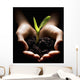 Hands Holding A Seedling Wall Mural