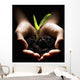 Hands Holding A Seedling Wall Mural