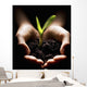 Hands Holding A Seedling Wall Mural