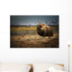 Muskox In The Northwest Territories Wall Mural