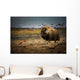 Muskox In The Northwest Territories Wall Mural