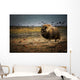 Muskox In The Northwest Territories Wall Mural