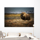 Muskox In The Northwest Territories Wall Mural