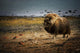 Muskox In The Northwest Territories Wall Mural