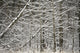 Snow Covered Branches Wall Mural