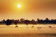 Cattle In Fog, Millet, Alberta, Canada Wall Mural