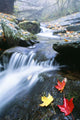 Small Stream, Shenandoah National Park, Virginia, USA Wall Mural