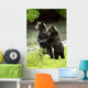 Two Grizzly Bears Wall Mural