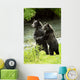 Two Grizzly Bears Wall Mural
