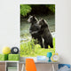 Two Grizzly Bears Wall Mural