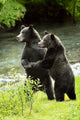 Two Grizzly Bears Wall Mural