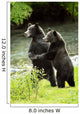 Two Grizzly Bears Wall Mural