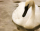 Swan Wall Mural