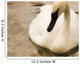 Swan Wall Mural