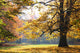 Autumn Park