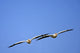 Two Pelicans In Flight Wall Mural