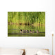 A Family Of Ducks Swimming Wall Mural