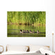 A Family Of Ducks Swimming Wall Mural