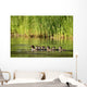 A Family Of Ducks Swimming Wall Mural