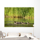 A Family Of Ducks Swimming Wall Mural