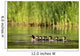 A Family Of Ducks Swimming Wall Mural