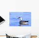 Young Gull Swimming Wall Mural