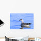 Young Gull Swimming Wall Mural