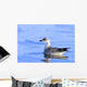 Young Gull Swimming Wall Mural