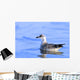 Young Gull Swimming Wall Mural