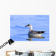 Young Gull Swimming Wall Mural