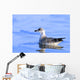 Young Gull Swimming Wall Mural