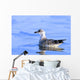Young Gull Swimming Wall Mural