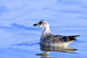 Young Gull Swimming Wall Mural