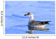 Young Gull Swimming Wall Mural