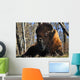 A Buffalo Resting Wall Mural