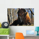 A Buffalo Resting Wall Mural