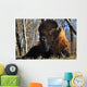A Buffalo Resting Wall Mural