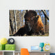 A Buffalo Resting Wall Mural