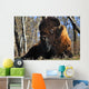 A Buffalo Resting Wall Mural