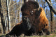 A Buffalo Resting Wall Mural