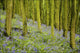 Bluebell Wood Impression Wall Mural