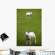 Lambs In A Field Wall Mural