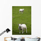 Lambs In A Field Wall Mural