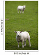 Lambs In A Field Wall Mural